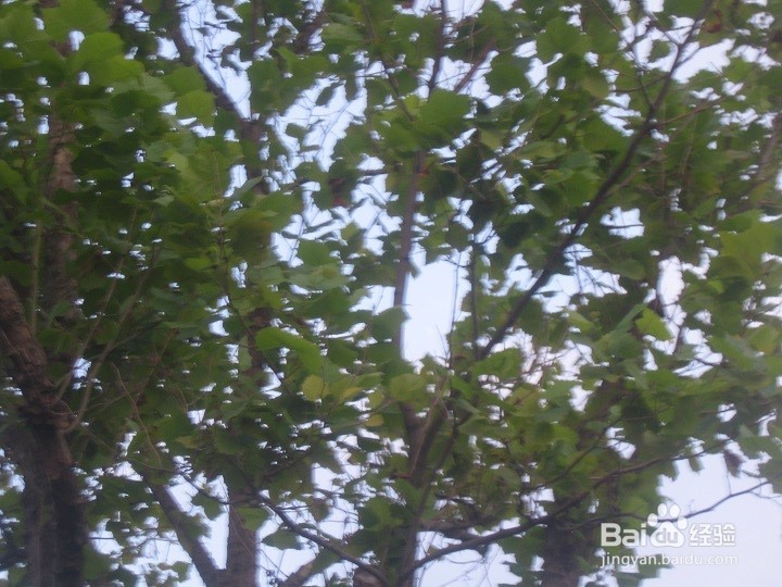 为什么植物剪枝枝干向上长枝叶茂盛