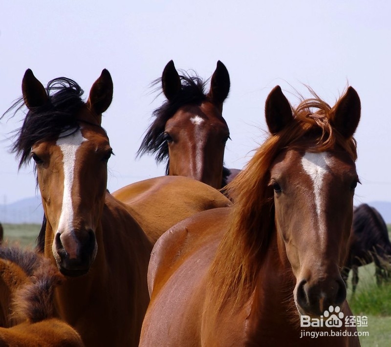 山丹军马场旅游攻略
