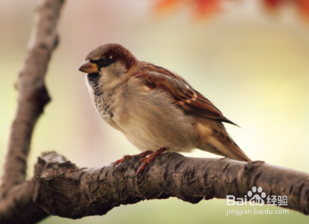 赶走麻雀的最佳办法