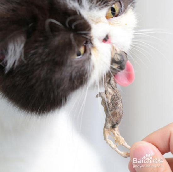 怎么陪猫咪玩双方都开心？