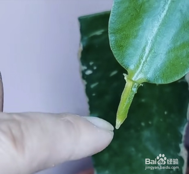 火龙果怎么自己种植