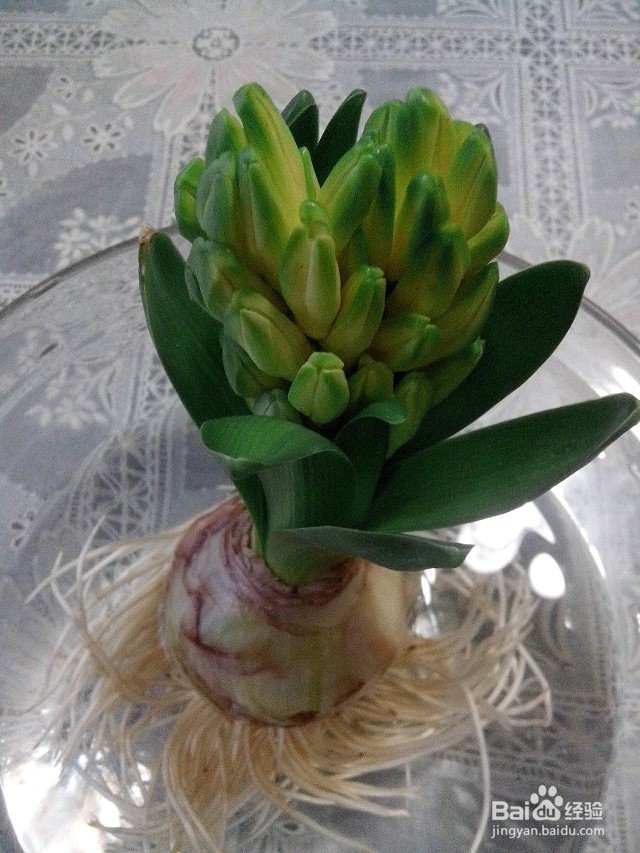 水培风信子——懒人也能让鲜花美美地盛开