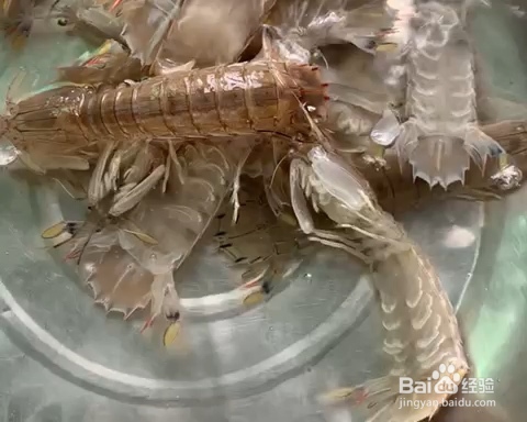 原味白灼皮皮虾