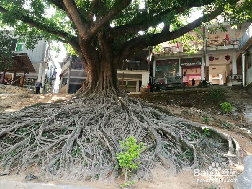 世外桃源—坝美旅游攻略