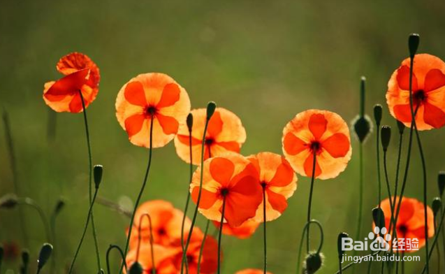 摄影时怎么能拍出来“透亮”的片子？