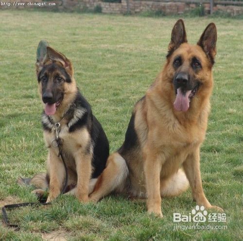 买狗时怎样判断德牧是否健康