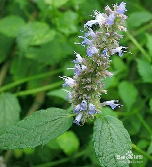 生活中常见中草药及其疗效(五)