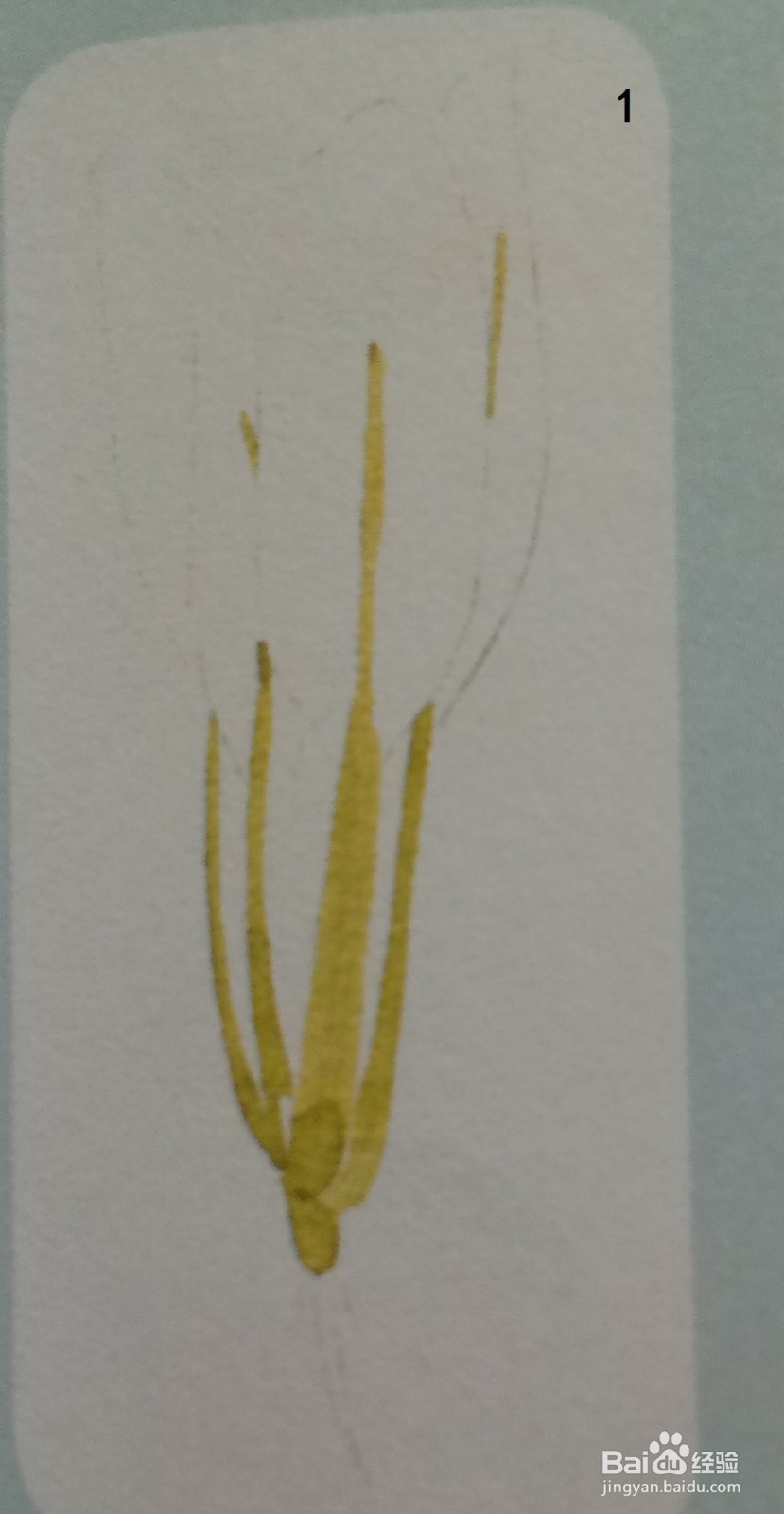 一颗小白菜的水彩画