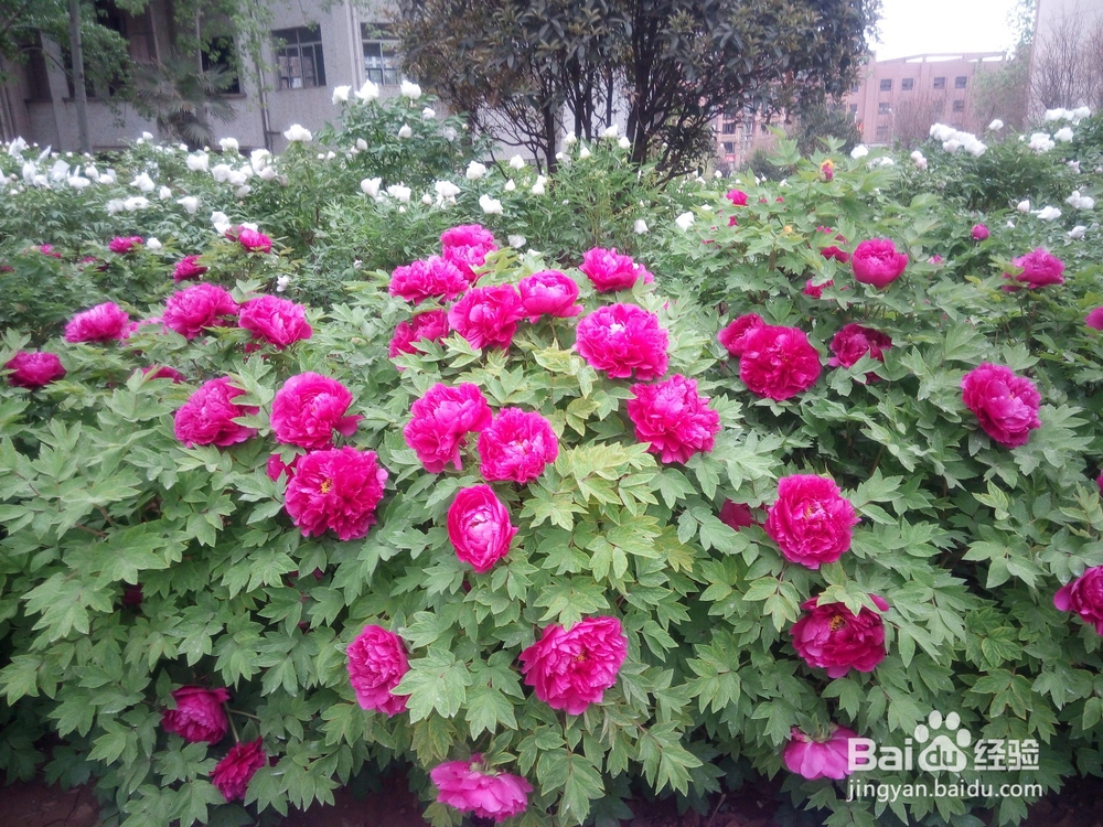 如何区别牡丹和芍药！