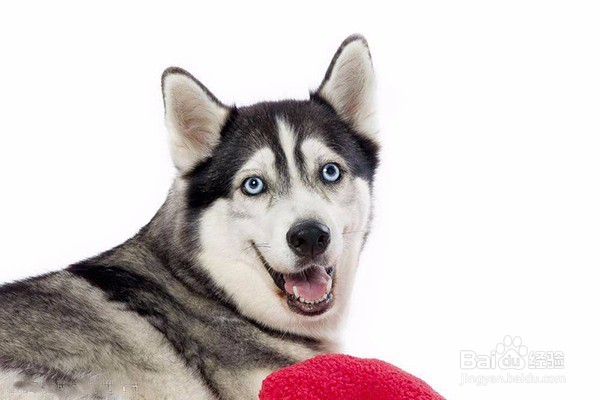 心上宝贝宠物尿垫的选择技巧