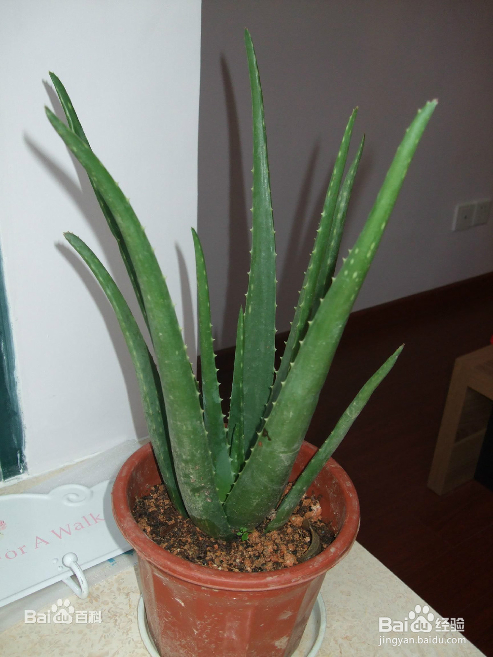 适宜室内养的花