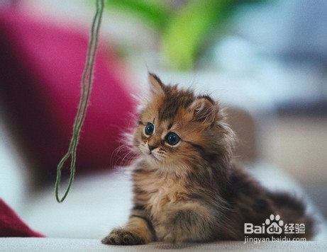 怎么自己治疗猫咪的简单疾病