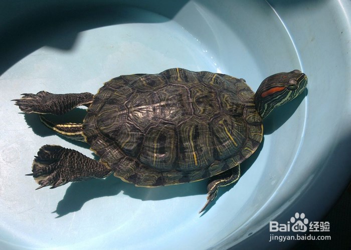家庭养巴西龟的注意事项