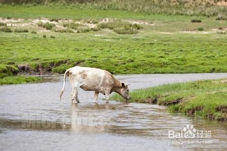 奶牛冬季饮用水管理要点