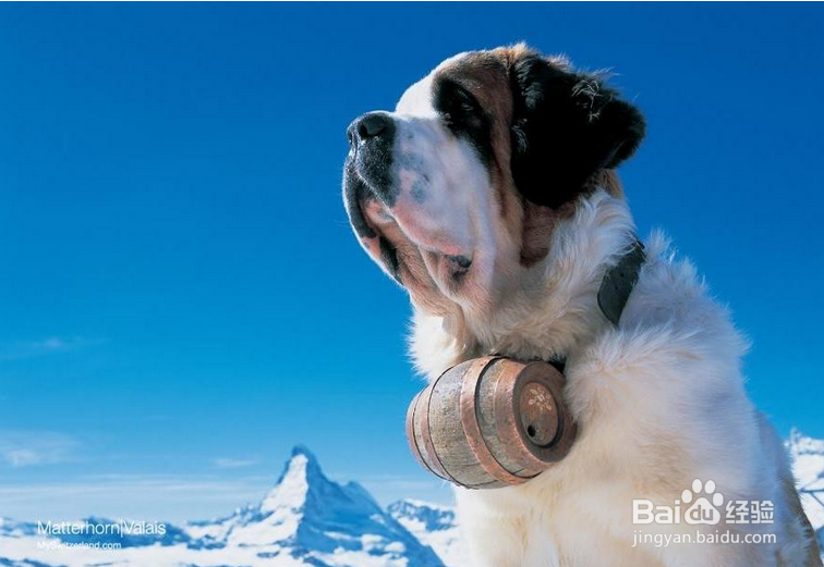 怎样喂养圣伯纳