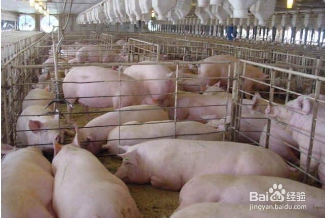 秋季应注意加强猪舍保温