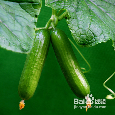 黄瓜敷脸方法让面部肌肤问题去无踪