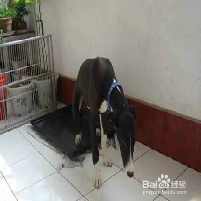 狗狗随地大小便怎么办