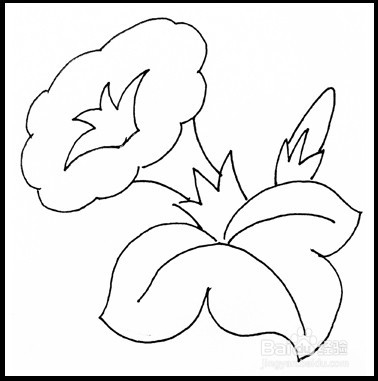 怎样画简笔画（花卉）：[7]牵牛花