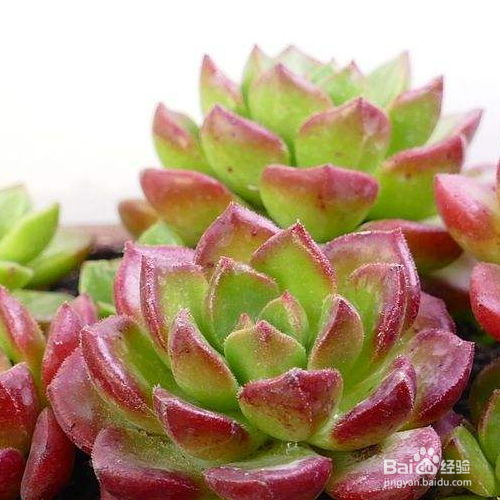 蒂亚的养殖方法与注意事项