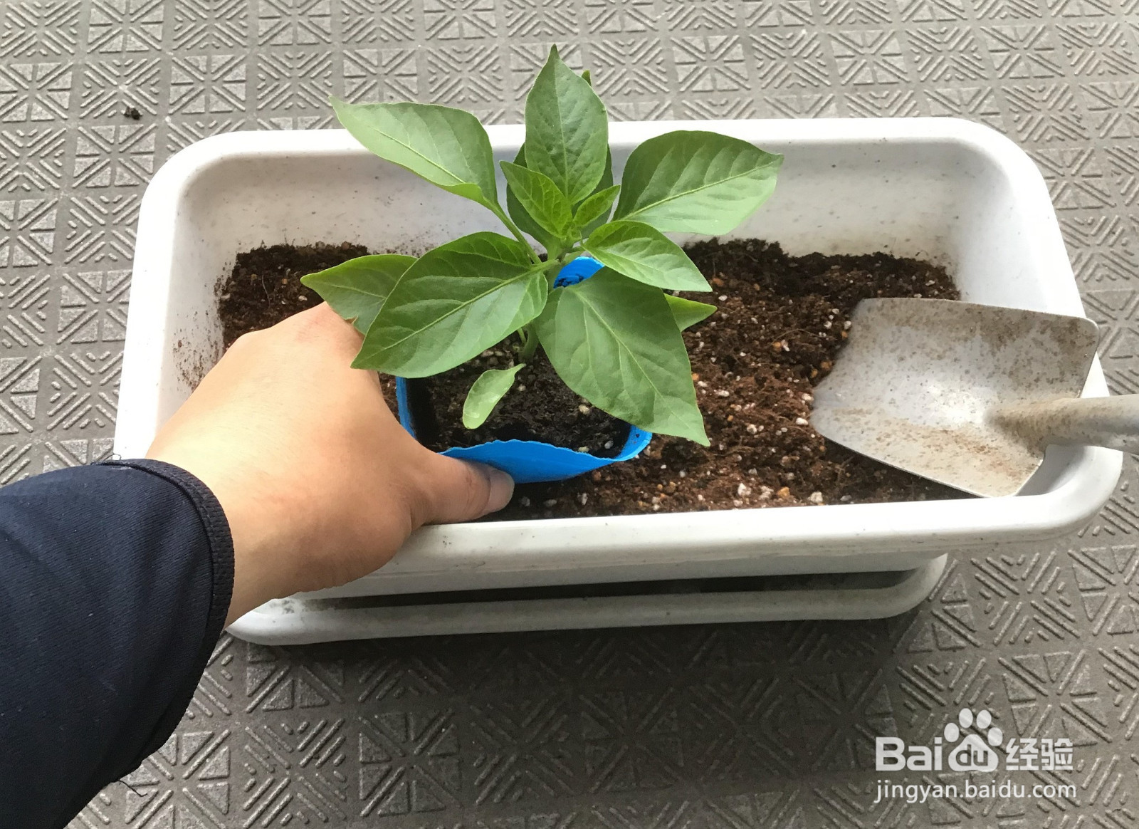 栀子花怎么养才能养活