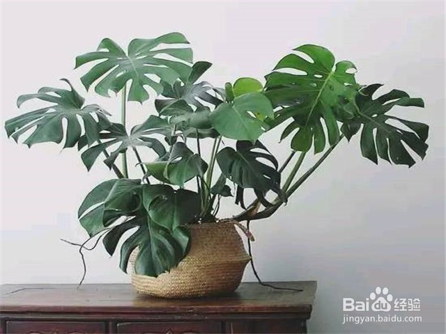 家里放什么花可以吸走甲醛?