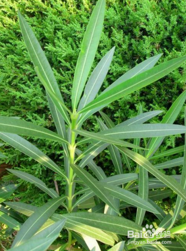 冬季冻疮让不少人苦恼,这几种方法让你轻松除根