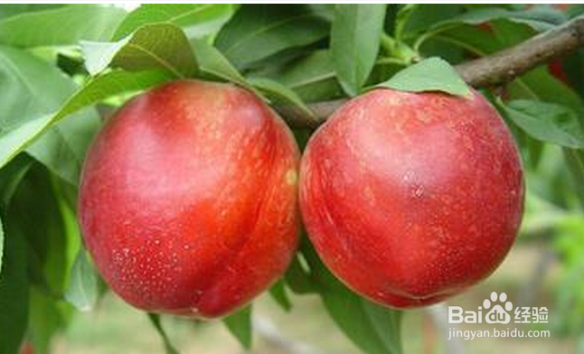 怎样简单挑选水果