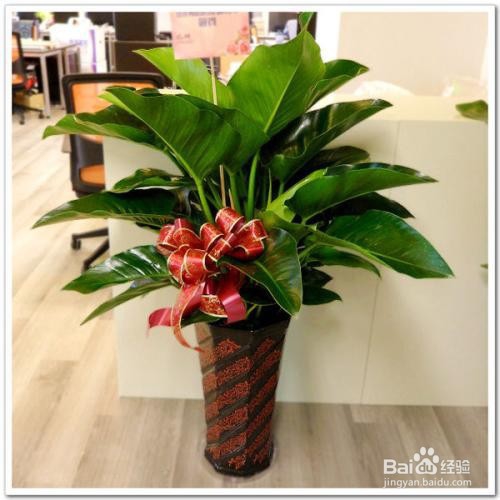 红钻植物怎么繁殖