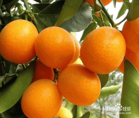 金桔怎么栽培