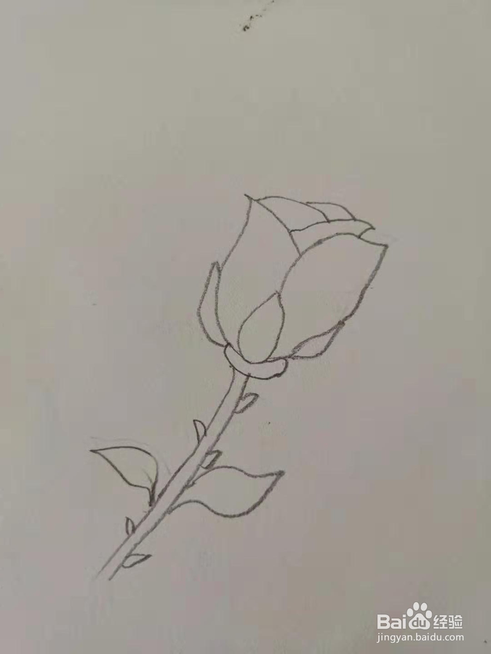 如何画玫瑰花简笔画