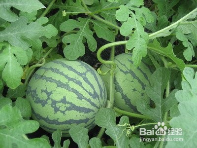 吃西瓜上火还是败火