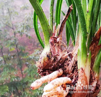 兰花的根伤了怎么办