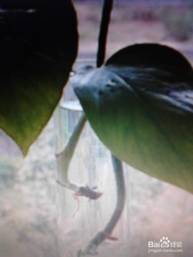 绿萝的养殖与繁殖技巧