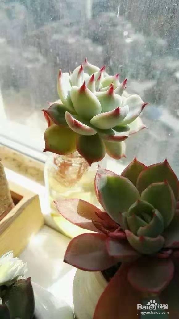 夏天多肉老烂根,丢水里能保命爆盆,越长越旺