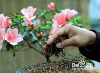 杜鹃开花后怎样修剪