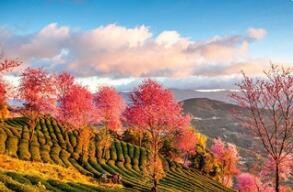 赏樱花赏银杏—赏醉美云南