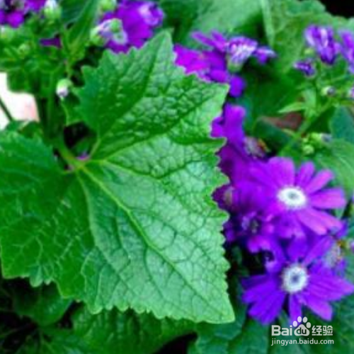 瓜叶菊最长时间可以养多久?