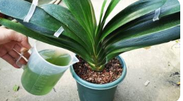 君子兰养殖的正确方法