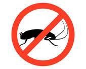 德国小蠊怎么消灭