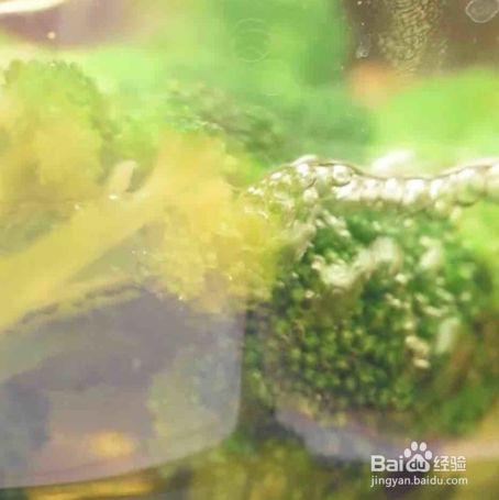 西蓝花豆腐蛋羹的做法