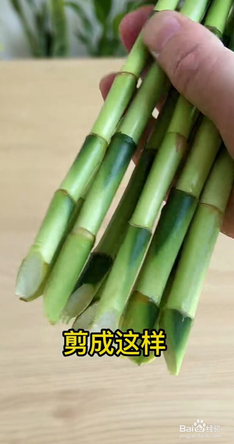 水培富贵竹烂根水发臭怎么办