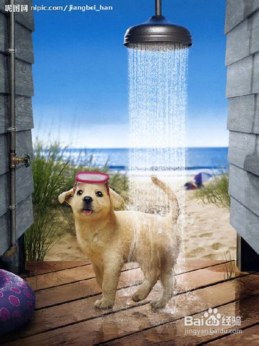 【乐趣】狗狗得了皮肤疾病怎么办