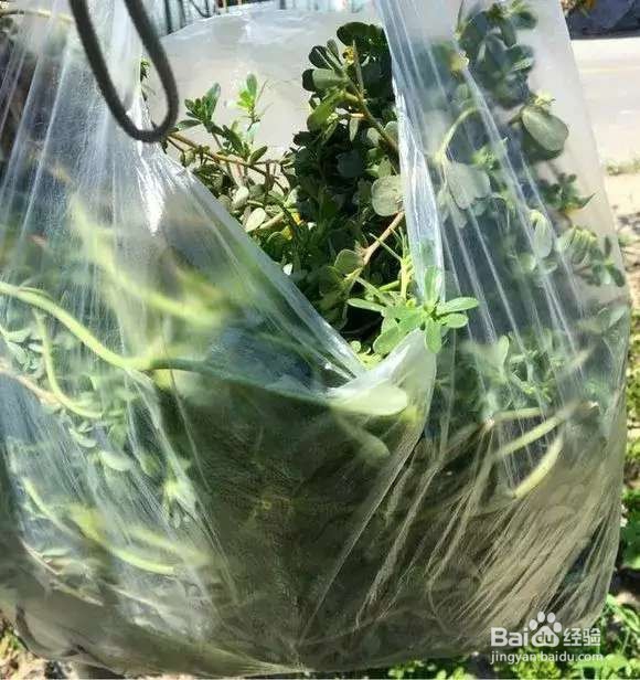 “长寿菜”别出门挖了，阳台种一点，够吃大半年