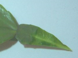 仙人掌怎样嫁接蟹爪莲