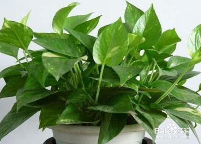 绿萝什么时候要换盆