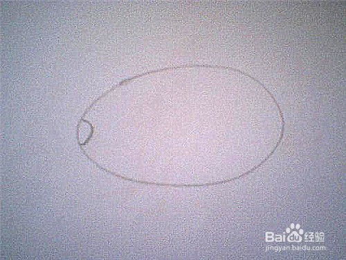 简笔画猕猴桃这样画