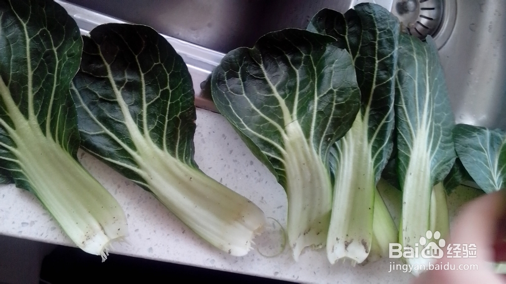 意式番茄青菜炒贝壳粉