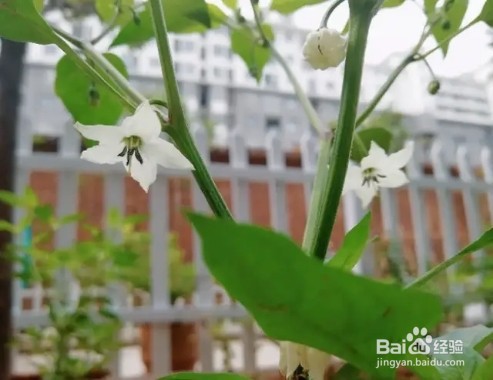 农村田间的蔬菜,开花原来这么美