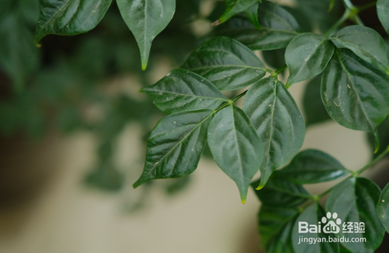 幸福树叶子发黑掉叶子怎么挽救